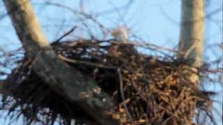 preview picture of video 'Eagles in Flight at Turkey Run State Park | Indiana DNR'