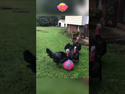 Gobble and Goal: Turkey Ball Madness – The Most HILARIOUS Thanksgiving Game Ever! #thanksgiving