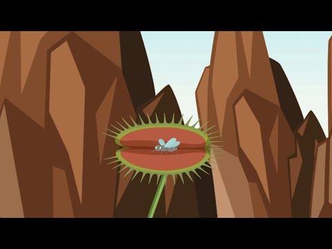 Uncovering the Mystery of the Legendary Venus Flytrap!
