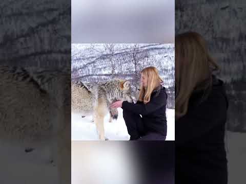Huge Wolf Falls in Love With Girl