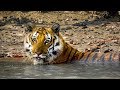 BBC Big Cats Behind The Scenes Of Swamp Tiger In Sunderbans