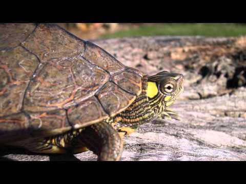 Tortuga Mapa Ouachita