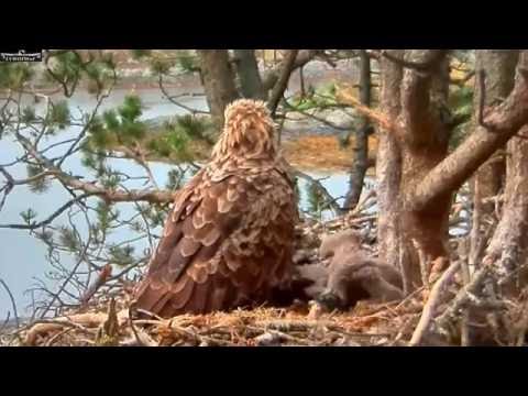 Norway WTE 6-8-16 11pm