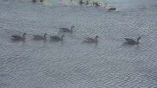 Nyári lúd család (Greylag goose; Anser anser)