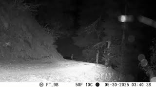Parco Adamello Brenta, suona la sirena e il lupo si allontana impaurito