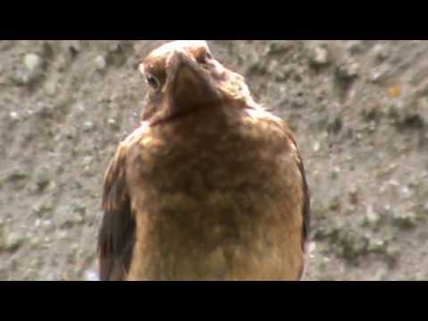 Drossel präsentiert sich auf einem Bein (Singdrossel, Misteldrossel oder Amselweibchen?)