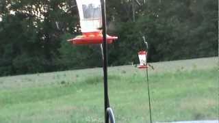Hummingbirds Summer 2012