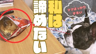 チャレンジ精神はすごいフレブル🐶