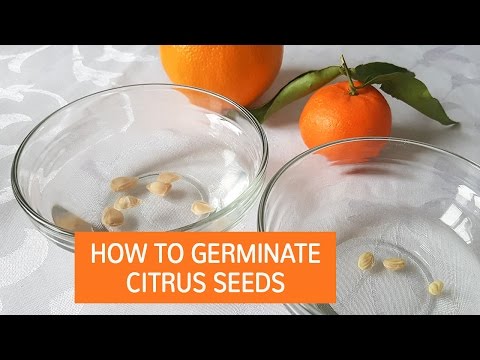 How To Germinate Citrus Seeds