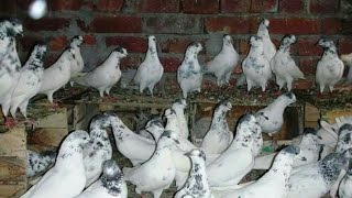 35 walay kabootar for sale olx - 免费在线视频最佳电影电视