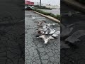 Seagulls Go Ballistic On French Fries