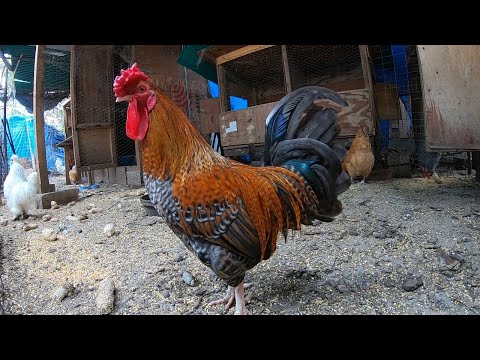 Rooster Crowing Compilation! Continuous Rooster Crowing Edit!