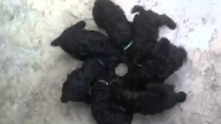 preview picture of video 'Seven HUNGRY Kerry Blue Terrier Puppies in a Feeding Cyclone!'