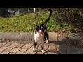 Tuxedo Cat Meowing Loudly With Her High Pitched Voice Is Very Hungry