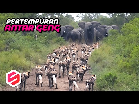 INI 8 TAWURAN ANTAR GENG BINATANG PALING BRUTAL