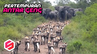 Download lagu INI 8 TAWURAN ANTAR GENG BINATANG PALING BRUTAL mp3