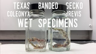 PRESERVING my DEAD GECKOS | Preparing Lizards as Wet Specimens