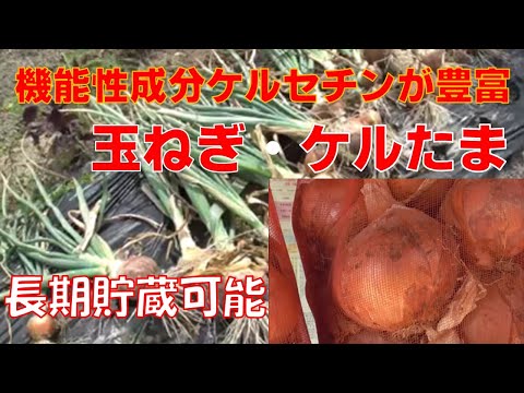 園芸 ロカンボレ玉ねぎ、カタウィッサ玉ねぎ
