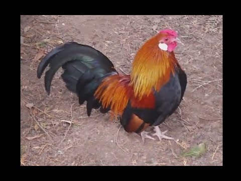 Meine Hühner lieben Spaghetti