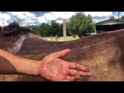 YouTube video about: How to get rid of dandruff in horses?