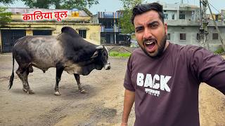 Download lagu Kaaliya Bull Ki Entry🤯Ab To Arjun-Anand Ko Lana Padega👏🏽😰 mp3 Download lagu Kaaliya Bull Ki Entry🤯Ab To Arjun-Anand Ko Lana Padega👏🏽😰 mp3