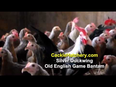 , title : 'Silver Duckwing Old English Game Bantam Chicken (Breeder Flock) | Cackle Hatchery'