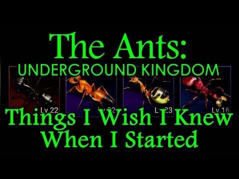 The Ants: Underground Kingdom - Things I Wish I knew When I Started
