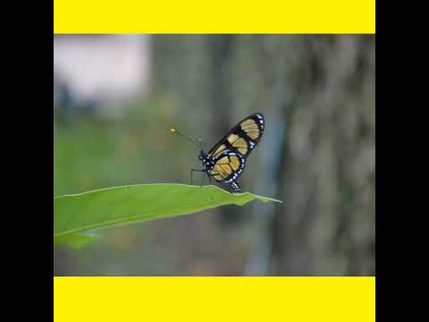 Oh, não busques, ansioso - Hino 323 CCB