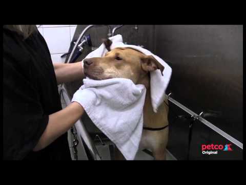 Petcogrooming