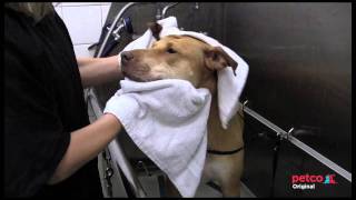 Petco Grooming Salon Tour