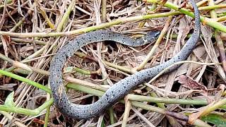 Phát hiện con rắn độc lạ không ai dám bắt