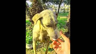 Homem Bondoso Ajudou Cachorrinha a Cuidar dos Filhotes 🐶❤️