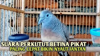 Download lagu Perkutut Betina memanggil jantan Suara bersahutan perkutut lokal gacor , Ampuh untuk PANCINGAN mp3