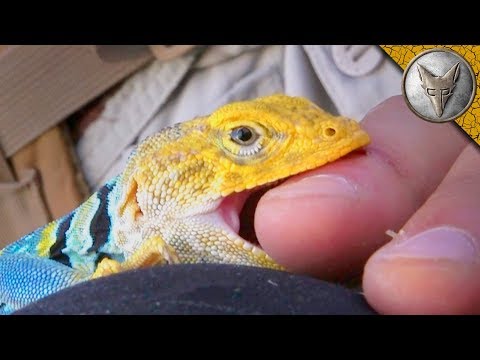 FASTEST LIZARD is Quick to BITE!