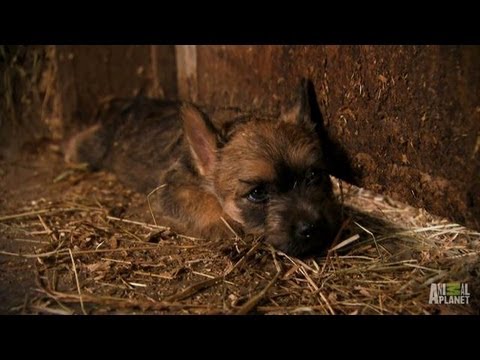 Cairn Terriers | ¡Demasiado lindos!
