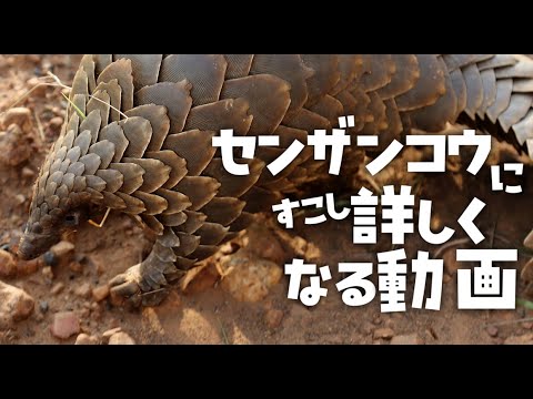 センザンコウについて詳しく解説