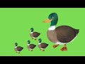 Green Screen Duck For Cartoon Making Videos No Copyright
