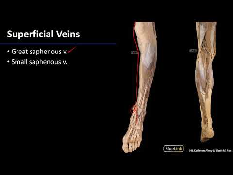 Cardio Station 15 - Saphenous Veins