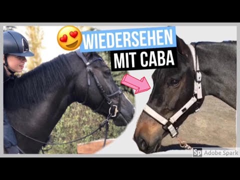 CABA KOMMT ZU BESUCH - wiedersehen nach dem VERKAUF 😍! |  FMA am Stall + Novi reiten 😁⭐️