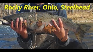 Steelhead season 2020 fresh fall run STEELHEAD