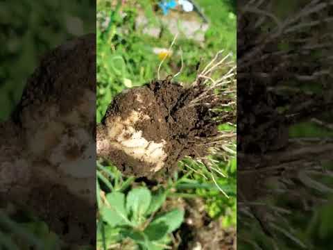 Duganski garlic harvest Hamilton zone 6a July 7, 2023 oh ya!