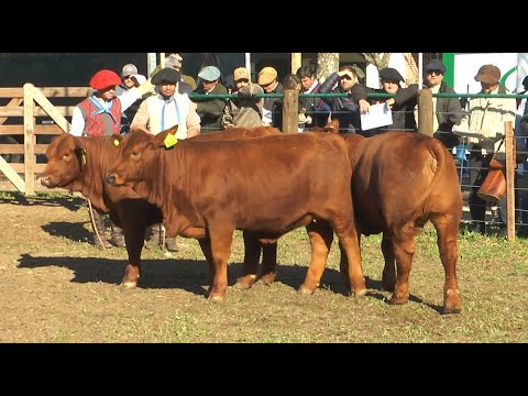 OTRO CAMPEONATO PARA LOS GUASUNCHOS