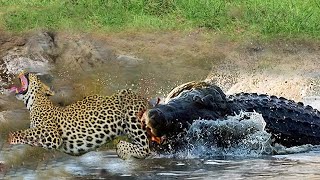 Crazy Crocodile Attacks Ferociously And Destroys Leopard To Mark Its Territory, What happens next?