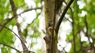 Download lagu Lagu Icterine Warbler: Mimikri Luar Biasa & Kekuatan Vokal Awal Musim Semi mp3