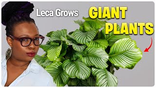 They Said It Wouldn't Work: Growing GIANT Plants in Semi Hydroponics