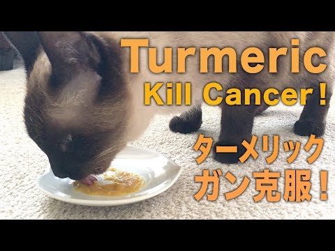 HOW TO MAKE TURMERIC TREAT FOR CAT CANCER +CBD OIL チュールとターメリック猫ガンに効くレシピ！[VLOG CANCER CAT]--007