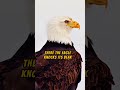 Most Powerful Affirmation For Success Eagle Mentality P 2