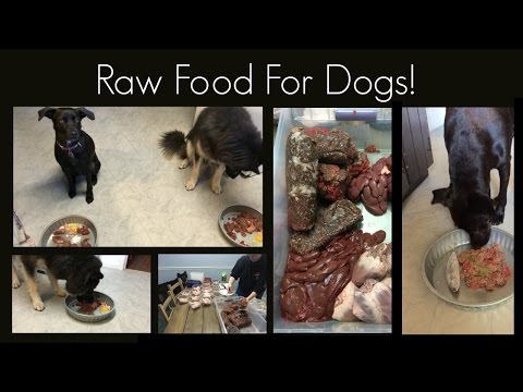 download lagu mp3 mp4 Perfectly Raw Dog Food Price, download lagu Perfectly Raw Dog Food Price gratis, unduh video klip Perfectly Raw Dog Food Price