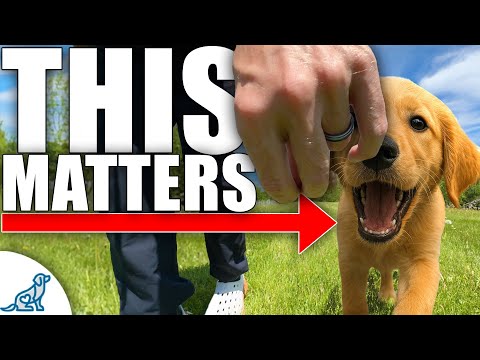 How to Stop Excessive Barking