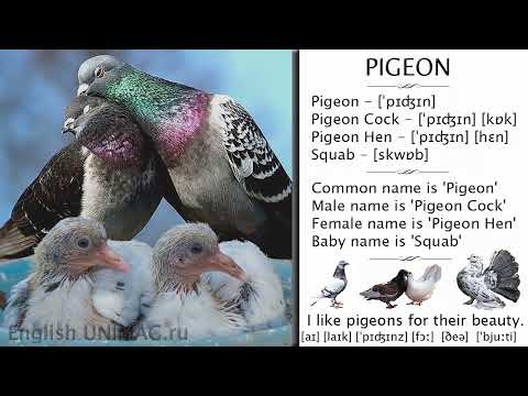 Английский онлайн бесплатно. Голубь - по английски. Домашние птицы и их потомство на английском.